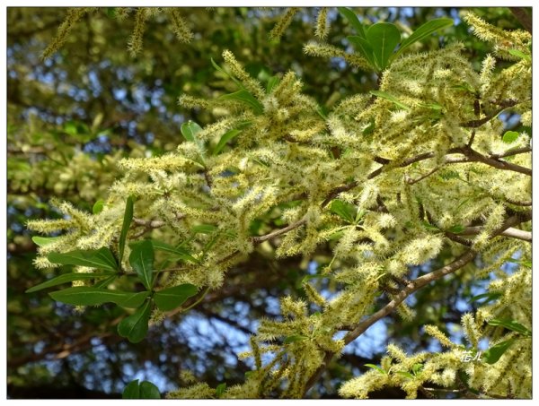 小葉欖仁/黃金雨1634905