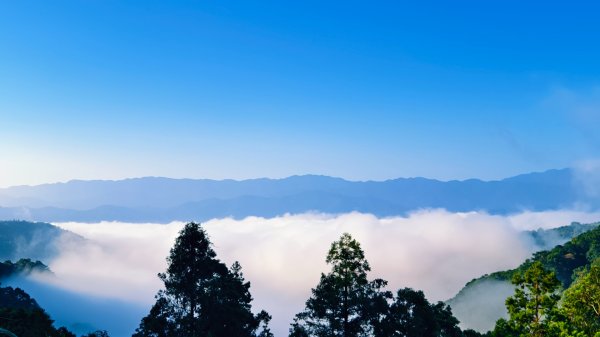 雲山水花鳥蝶-天龍國阿伯的日常 #艷紅鹿子百合 #大鳳蝶 #玉帶鳳蝶2863910