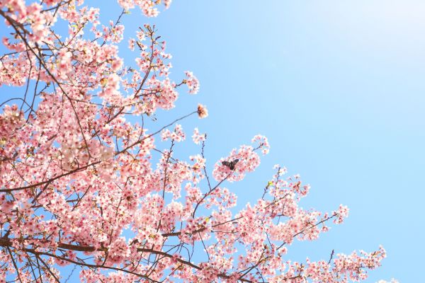 拉拉山的櫻花286601