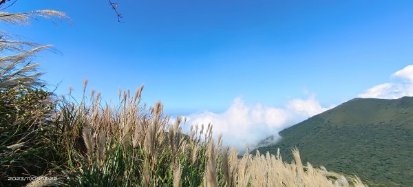 大屯山&小觀音山西峰差強人意的雲海/夕陽晚霞/芒花2337351