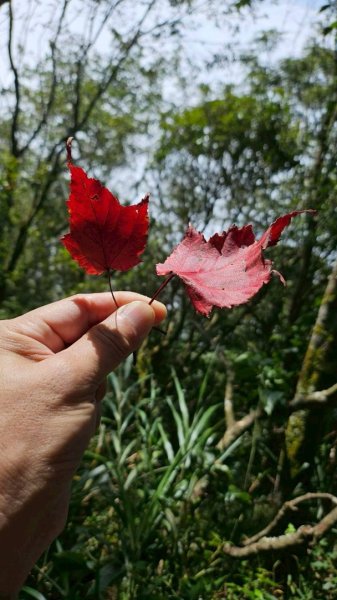 20251106北大武山步道☁️ 喜多麗雲海2931366