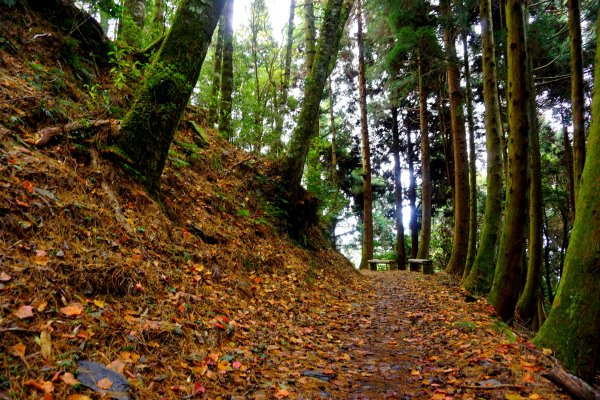 檜山巨木森林步道481515