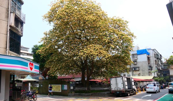 加羅林魚木,松菸文創園區3038144