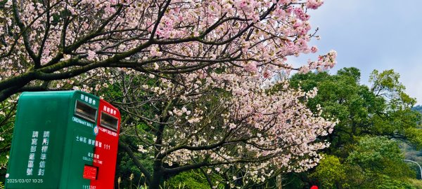 陽明山趴趴走 - 賞櫻花 3/72729271