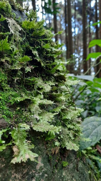 《苗栗》山中水晶蘭｜南庄向天湖山三連峰O型202203131639749