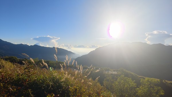 合歡山北峰 小溪營地 鷹角石 合歡北峰名樹2915335