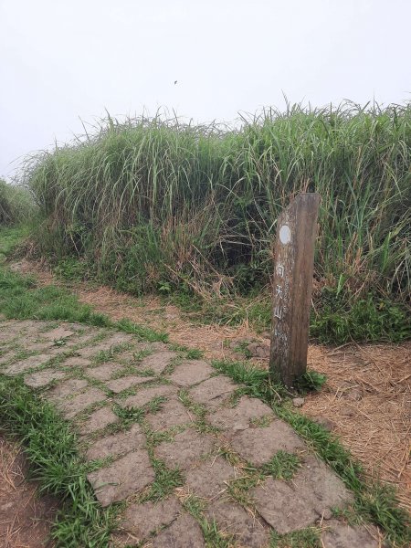 20230709 中正山縱走面天向天山，冰泰酥朵頤2211935