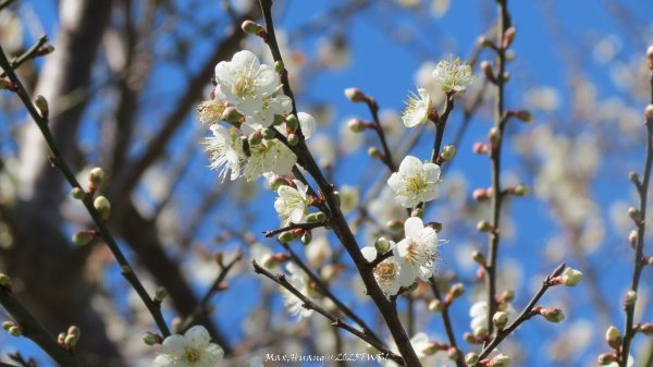 《台中》落雨松季｜石岡挑物古道O繞下情人木橋202501122687634