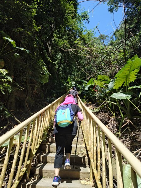 松柏嶺O形2908138