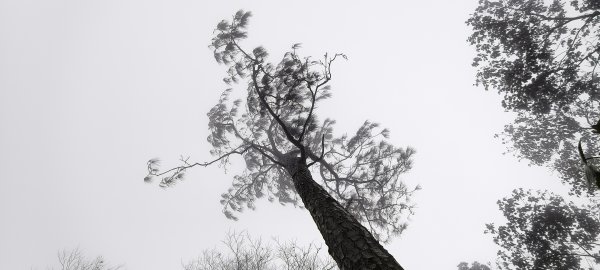 2024/12/14_關刀山步道O型2669301