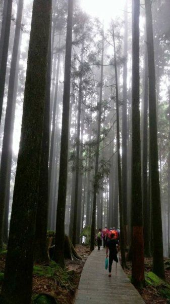 【阿里山森林園區】阿里山神木 八大景點691826