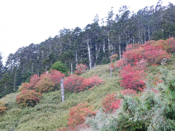 國慶日走雪主東464519