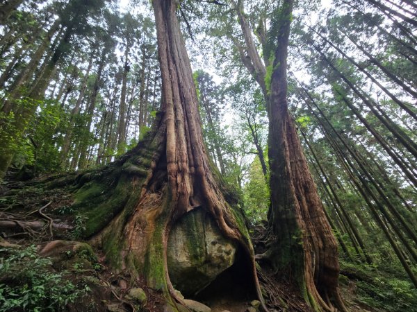 二萬坪山、二萬坪森林步道3055605