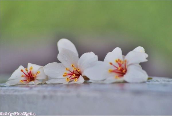 五月雪-油桐花之美18007