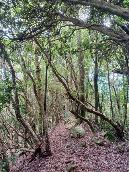 【台中和平】筆直的杉林.林相優美。 橫嶺山x沙連山P型2869037