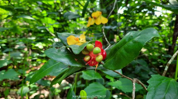 《南投》峰峰相連｜草屯九九峰森林步道O型202509062879238