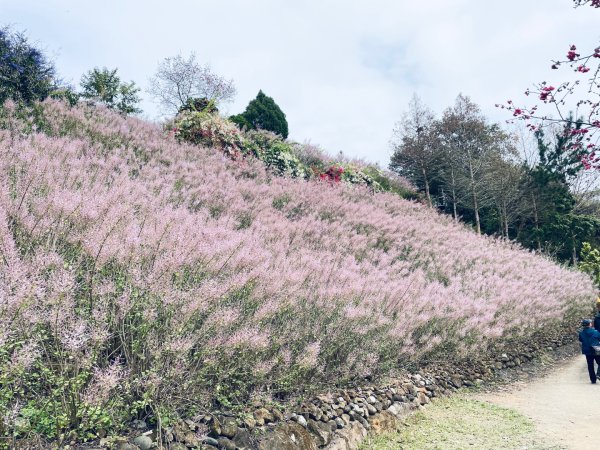 20250224 南投粉紅山丘麝香木秘境2743808