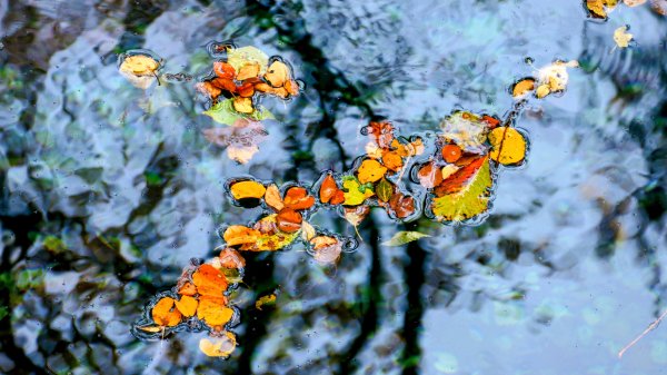 秋田縣白神山地十二湖2929777