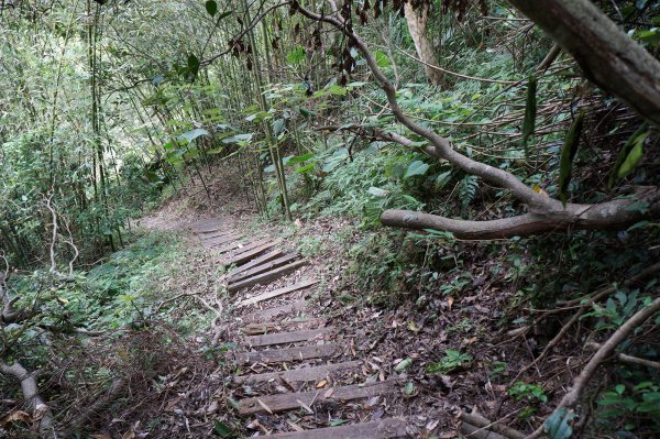 出關步道東段 (十分崠步道)705387