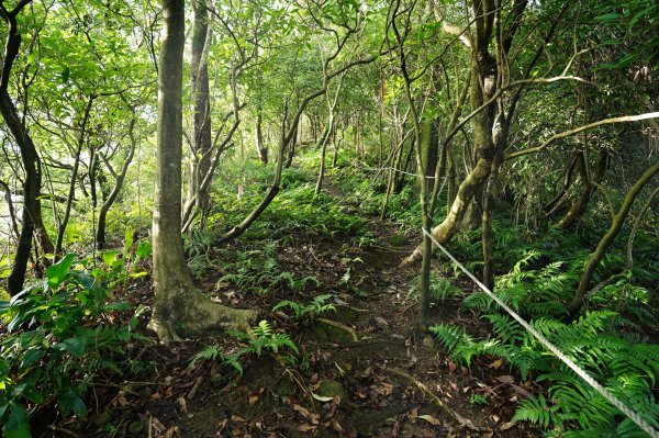 新北 瑞芳 粗坑口尖、碇內尖山、粗坑頭山、龍門山、滴水山2838279