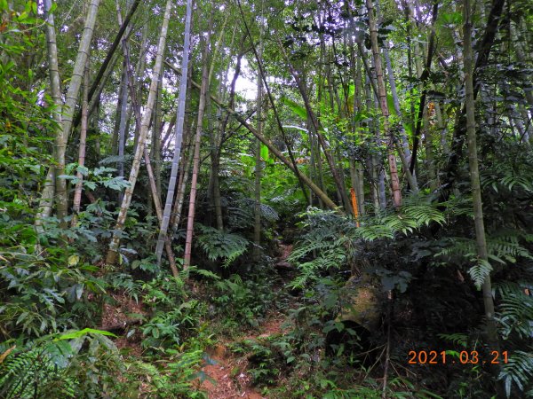 桃園 大溪 金面山、金山面山1315345