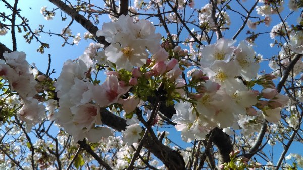 絢麗燦爛的滬尾櫻花大道、景致優美的天元宮874768