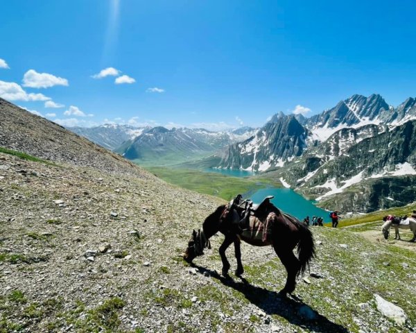 喀什米爾/馬牛羊駱駝動物寫真2565810