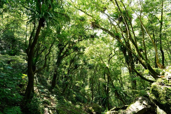 新北 烏來 波露南山3036003