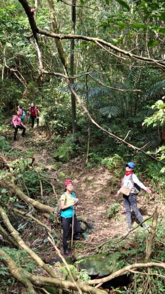 東勢大崙、東勢坑山、觀音湖山O走2986287