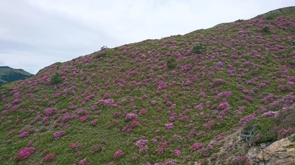 合歡山北峰 紅毛杜鵑611403