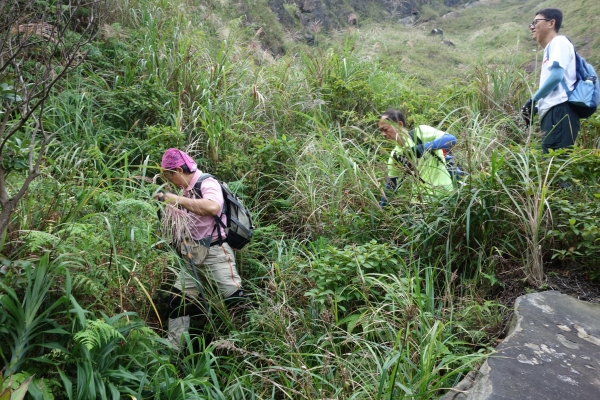 【步道小旅行】芒草佈滿茶壺山1906