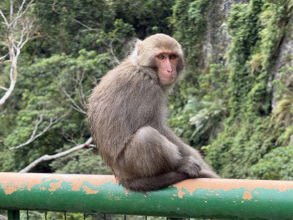 登仙橋賞猴2704795