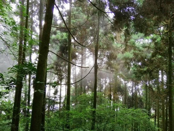 南投鹿谷~山野叢林不斷的陡上陡下~鳳凰山1098079