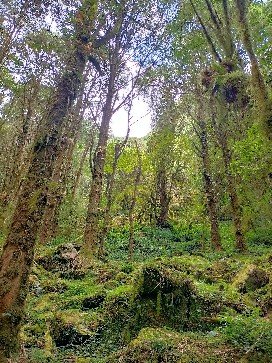 特富野古道2349571