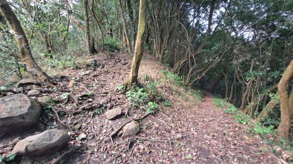 20240305坪頂古圳-登峰圳-內雙溪古道-瑪礁古道-大崎頭步道O繞2447226