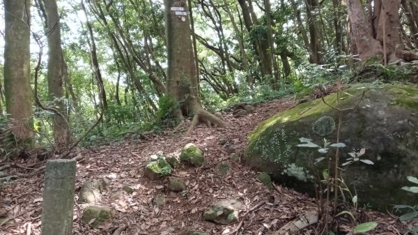 三芝區竿尾崙古道-竿尾崙-清涼崙-大屯溪古道O型3095661