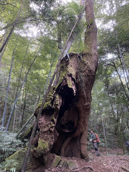 九芎神木、雲嶺之丘、萬年峽谷1327733