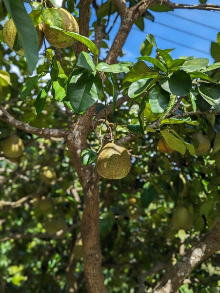 2023-08-26 臺北大縱走第七段2792859