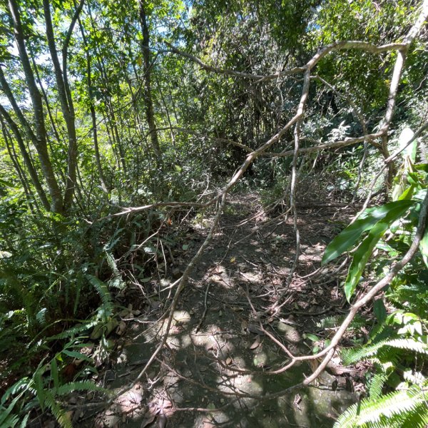 20250822_九份二山（南投小百岳）2941181