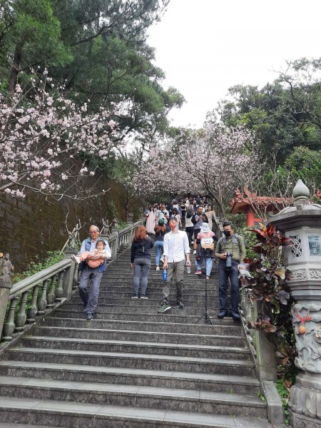 20230212 大崙頭尾山 (小百岳)，草莓園吃冰，白石湖2028460