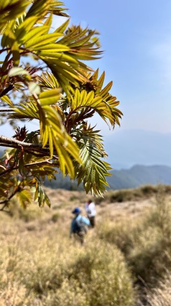 合歡東峰、小奇萊賞玉山杜鵑2542843