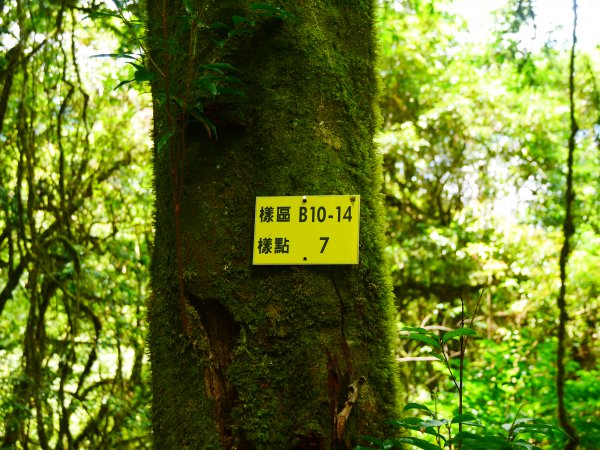 新竹-鎮西堡巨木(B區)1036521