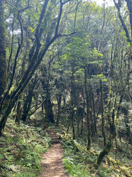 谷關七雄老大 八仙山2189727