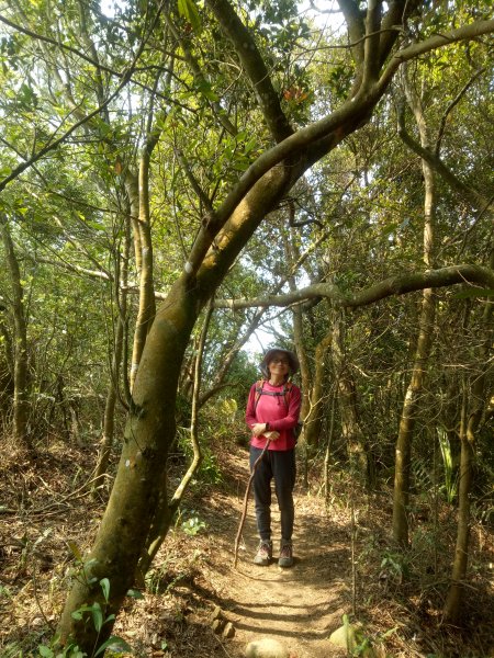 飛鳳山+後龍客家圓樓1860760