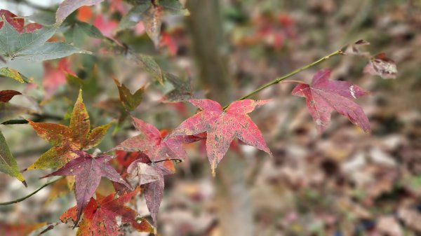 【馬年走馬山，馬到就成功！】🐴馬年馬路要走，馬那邦🏔️也要登！O繞11K，爬升900M，🥾腿在2977200