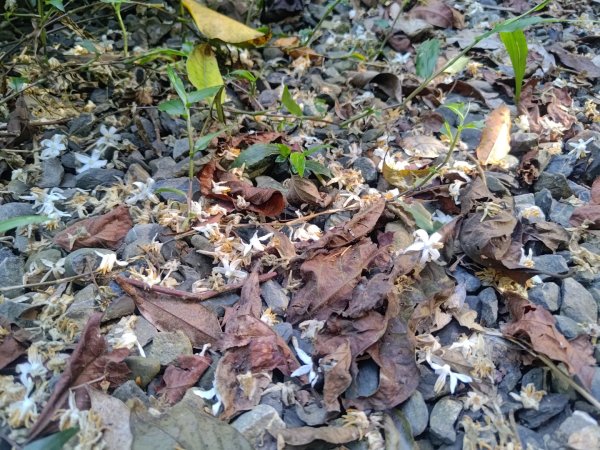 盆貿里山三盆連走2749540