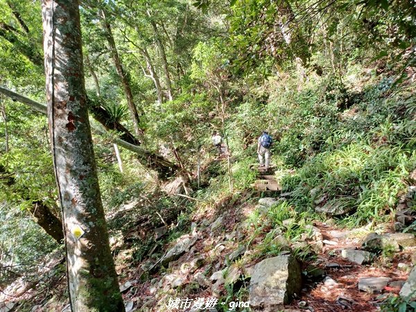 【台中和平】在虐腳的陡上中持續前進。 谷關七雄-八仙山主峰步道2367680