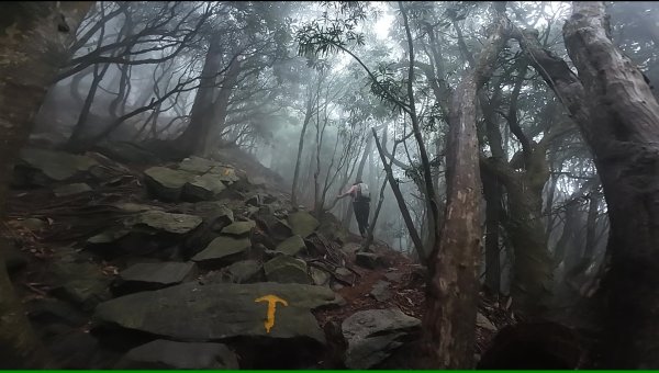 台中 鳶嘴稍來山O繞+稍來神木2989462