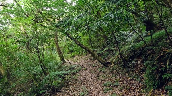 枕頭山(巴拉卡山,菜公坑山)2200065