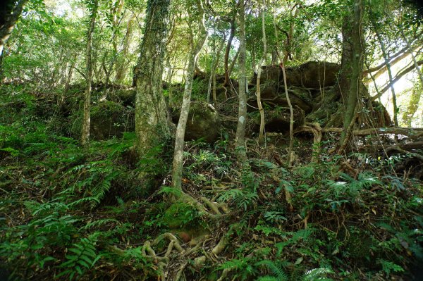 新竹 尖石 貴妃山、那結山2913606